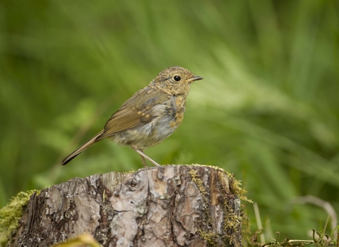 Immature robin