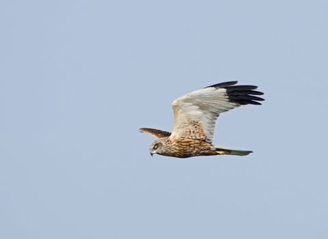 Male marsh harrier