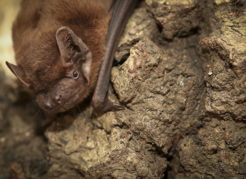 Noctule bat