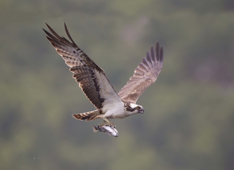 Osprey