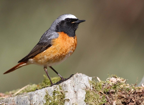 Redstart