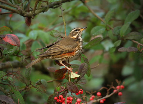 Redwing