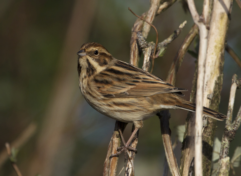 Reed Bunting