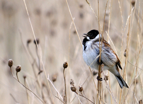 Reed Bunting