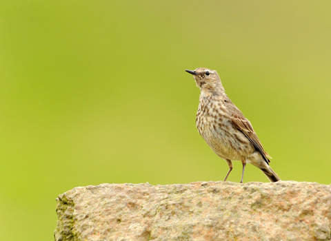 Rock pipit