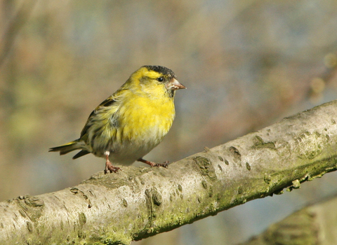 Siskin