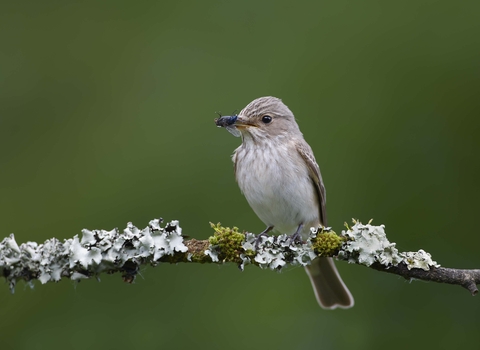 Spotted flycatcher