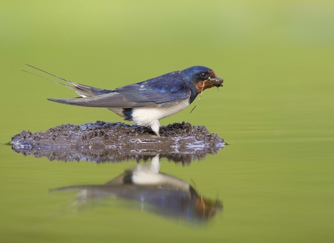 Barn swallow