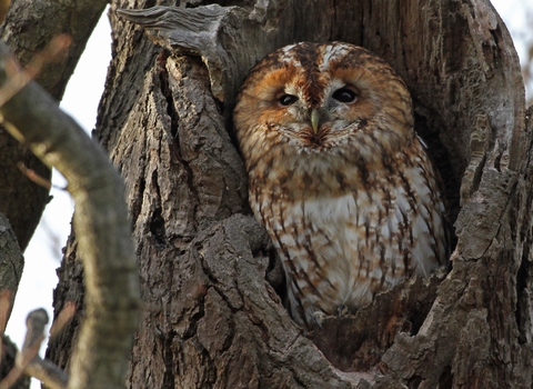 Tawny owl