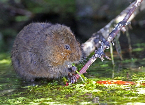 Water vole