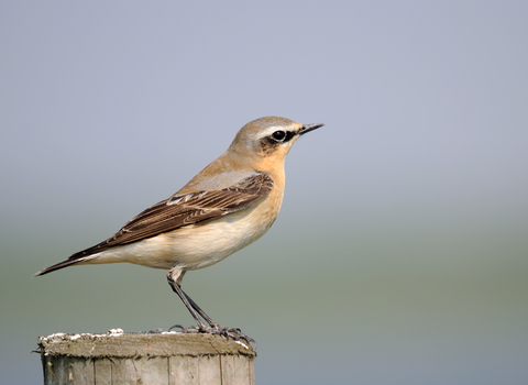 Wheatear