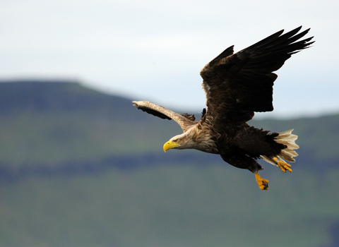 White-tailed eagle in flight