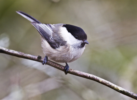 Willow tit