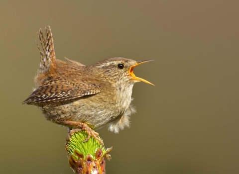 Wren