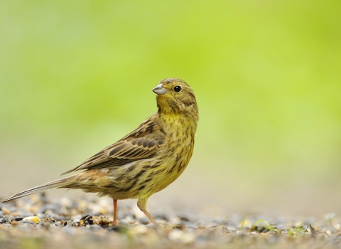 Yellowhammer