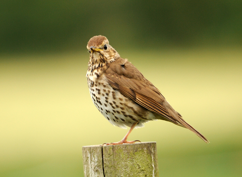 Song thrush