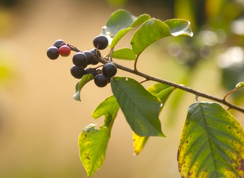 Alder Buckthorn