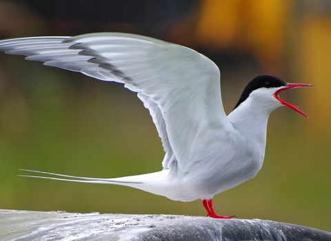 Arctic Tern