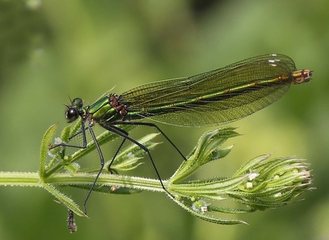 Banded Demoiselle