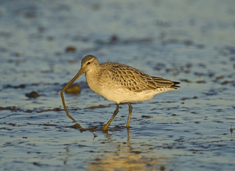 Bar-tailed Godwit