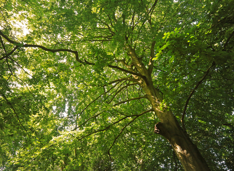 Common Beech