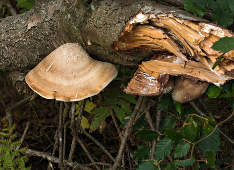 Birch Polypore