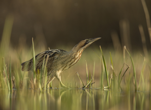 Bittern