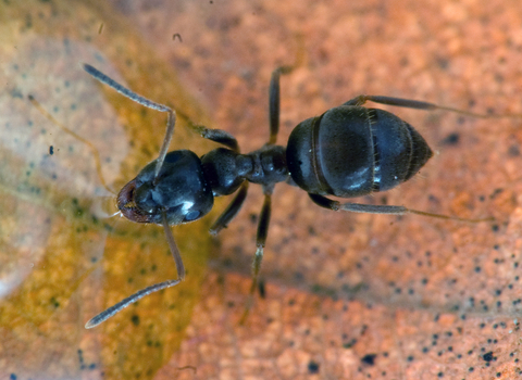 Black Garden Ant