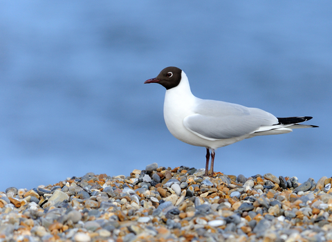 Black-headed Gull