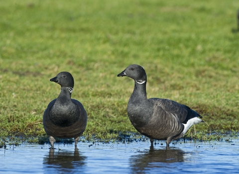 Two dark-bellied brent geese standing in a pool of water