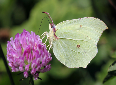 Brimstone Butterfly