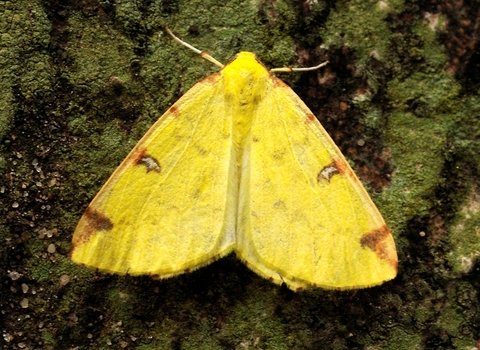 Brimstone Moth