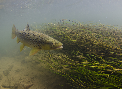 Brown Trout