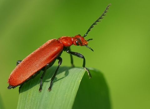 Red-headed Cardinal Beetle