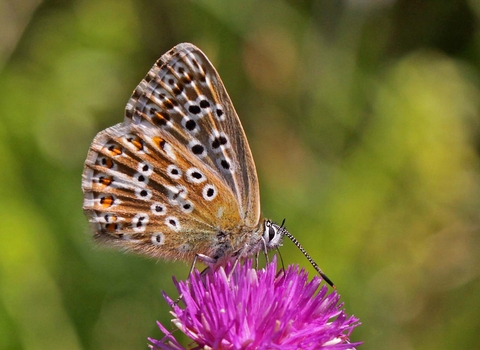 Chalkhill Blue butterfly