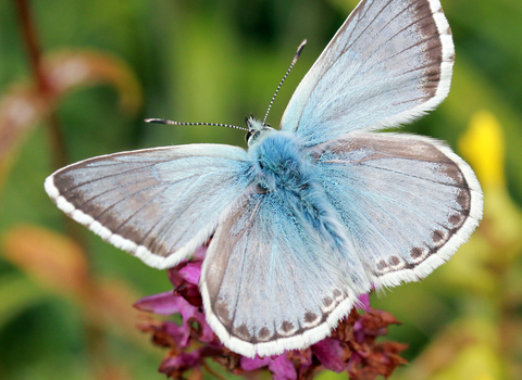 Chalkhill Blue butterfly