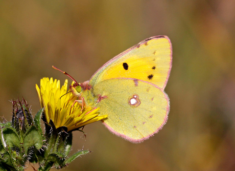 Clouded Yellow Butterfly