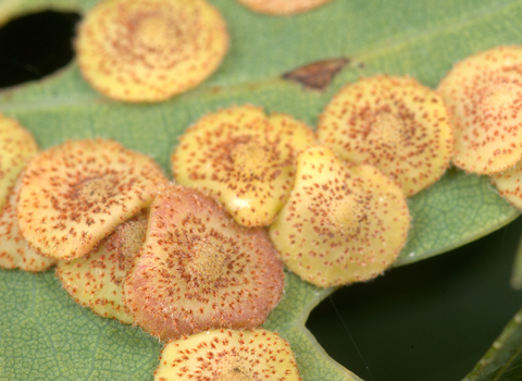 Common Spangle Gall Wasp