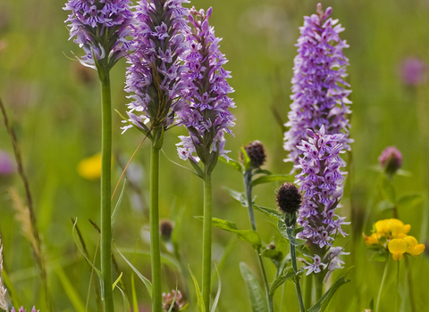 Common Spotted-orchid