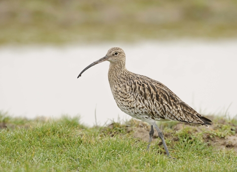 Curlew