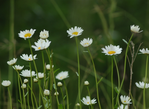 Common Daisy