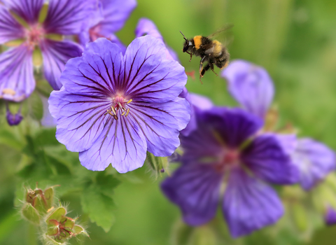 Early Bumblebee