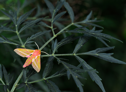 Elephant Hawk-moth