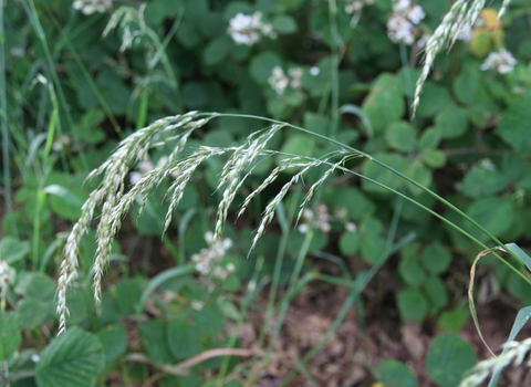 False Oat-grass