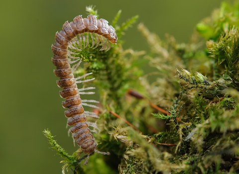 Flat-backed Millipede