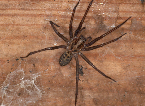 Giant House Spider