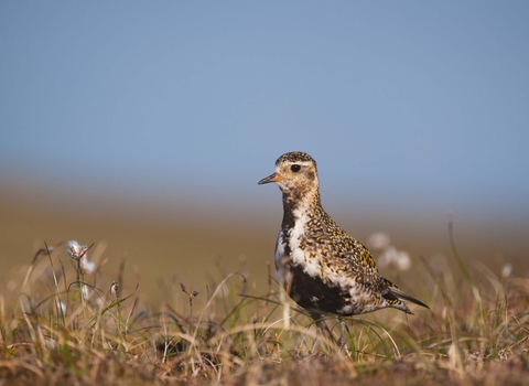 Golden Plover