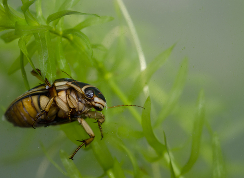 Great Diving Beetle