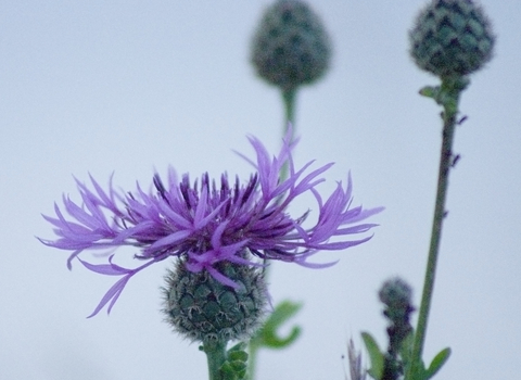 Greater Knapweed