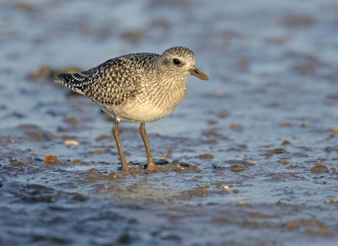 Grey Plover